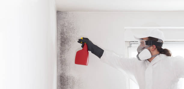 Best Health and Safety Mold Remediation in Westmoreland, TN