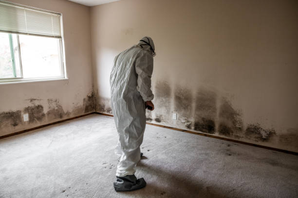 Best Black Mold Remediation in Westmoreland, TN