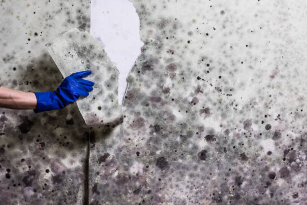 Best White Mold Remediation in Westmoreland, TN