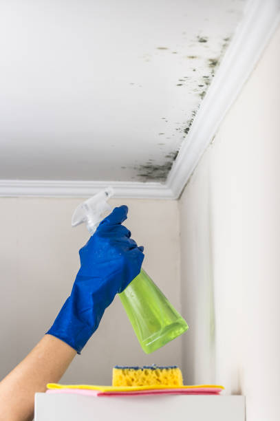 Professional Mold Remediation in Westmoreland, TN